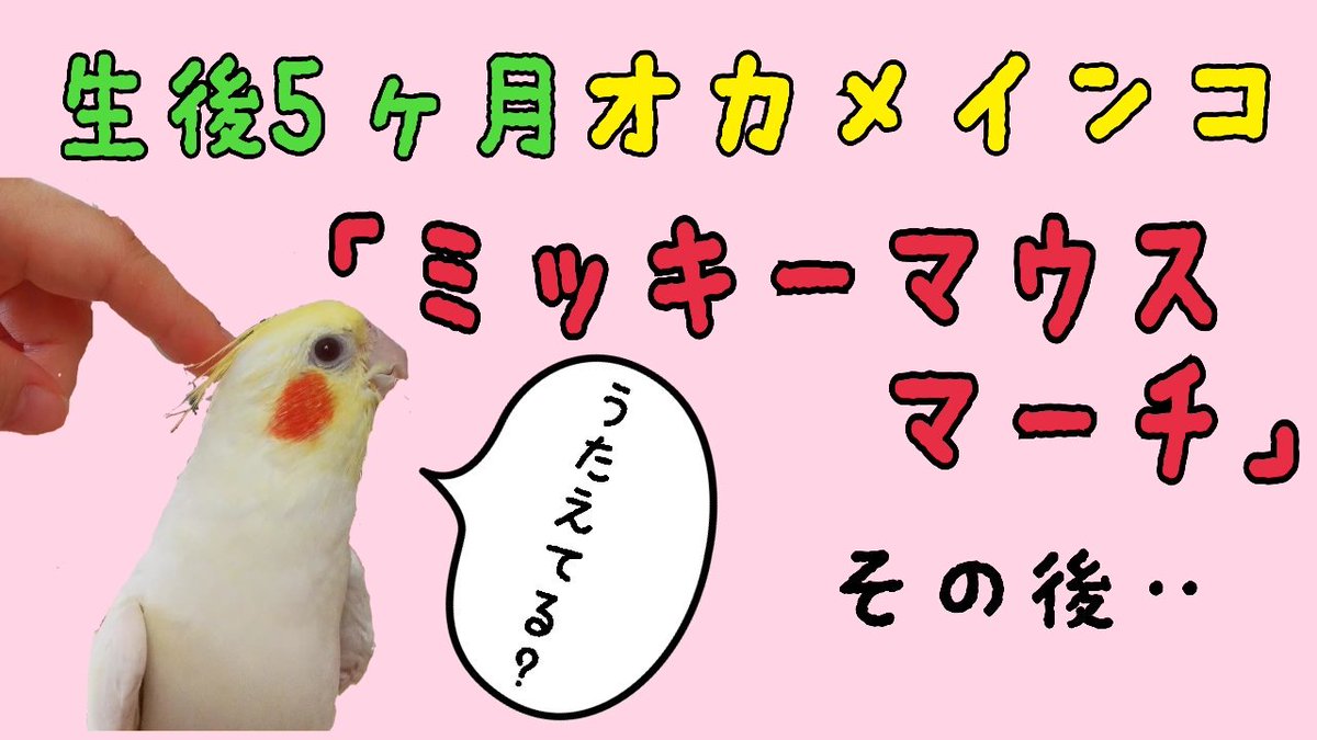 mickey4671's tweet photo. 生後5ヶ月オカメインコ ミッキーマウスマーチ練習 Cockatie
動画→【https://t.co/zgNoKiyXOw】
#オカメインコ #インコ #ミッキーマウスマーチ #Cockatie #MickeyMouseClubMarch #動画 #ペット #Parakeet https://t.co/DnLAnSqR16