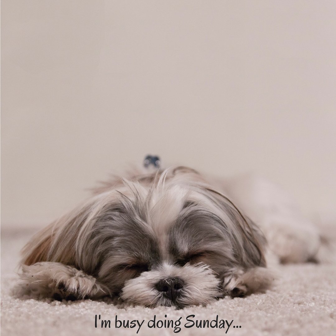 wafcol's tweet photo. We may be sleepy, but it's OK! We get an extra day off with our furry friends this weekend ๐ถ #sundayvibes #wafcol #dogsoftwitter https://t.co/FcmGT4u57x