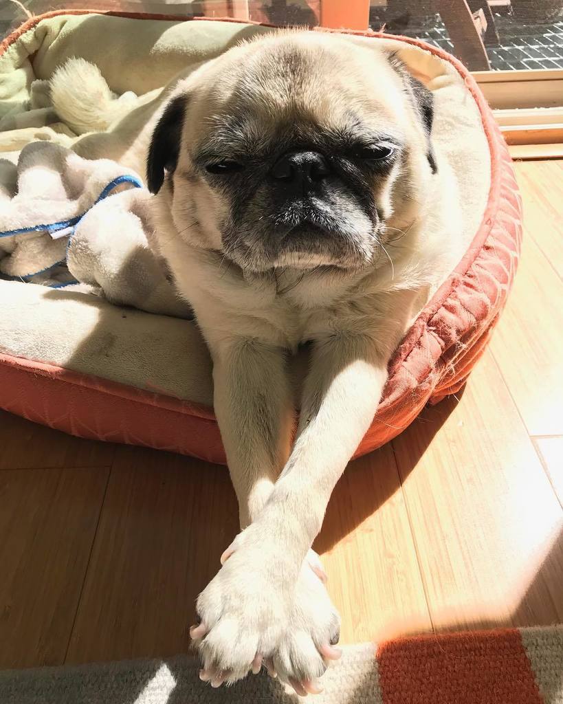 buddhathepug_'s tweet photo. Worshiping the sun while it's still here! ☀️☀️☀️☀️ https://t.co/ROsJSL0wKz https://t.co/WLOXzeLF2y