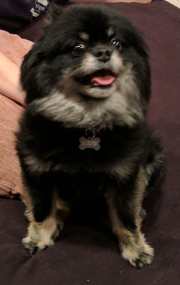 MarkDragon898's tweet photo. Well I guess I missed #NationalDogDay but better late than never https://t.co/i0cz8DSGry