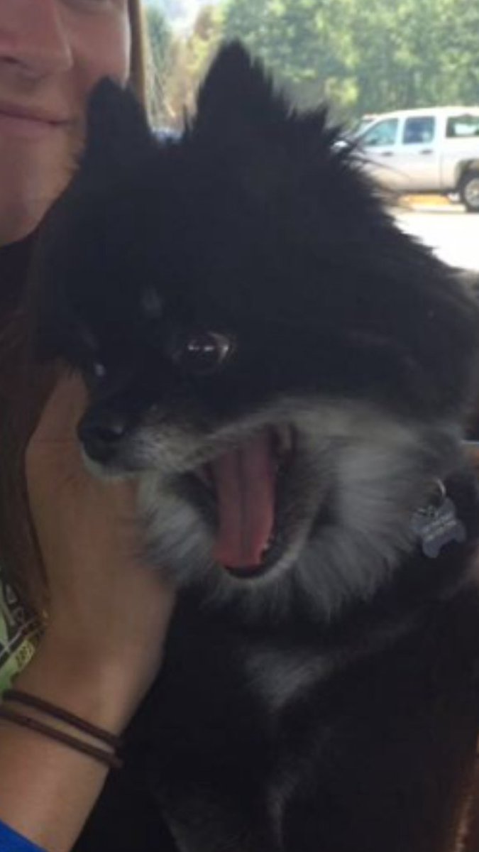MarkDragon898's tweet photo. Well I guess I missed #NationalDogDay but better late than never https://t.co/i0cz8DSGry