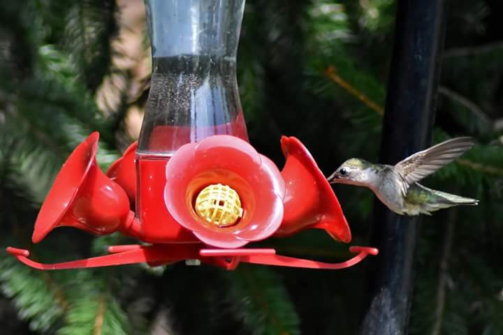 KarynsViewPhoto's tweet photo. From today in Oak Ridge, TN. #Tennessee #hummingbird @yourtake @WBIRWeather @10weather @WeatherWitcher @CassieNallWBIR @Rebecca_SweetWX https://t.co/Z1AujOfJd8