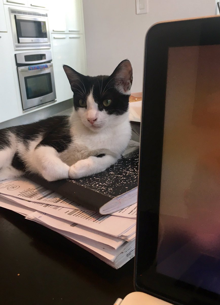DaphneBarbeito's tweet photo. My #workingpartner #sundaycelebration #Maui #catlover https://t.co/IfbPULw8Es