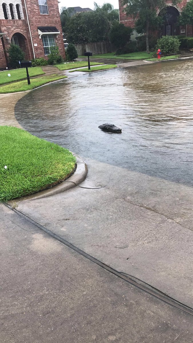 MorganTheBayer's tweet photo. There's an alligator on my street https://t.co/oXbuLxOPjR
