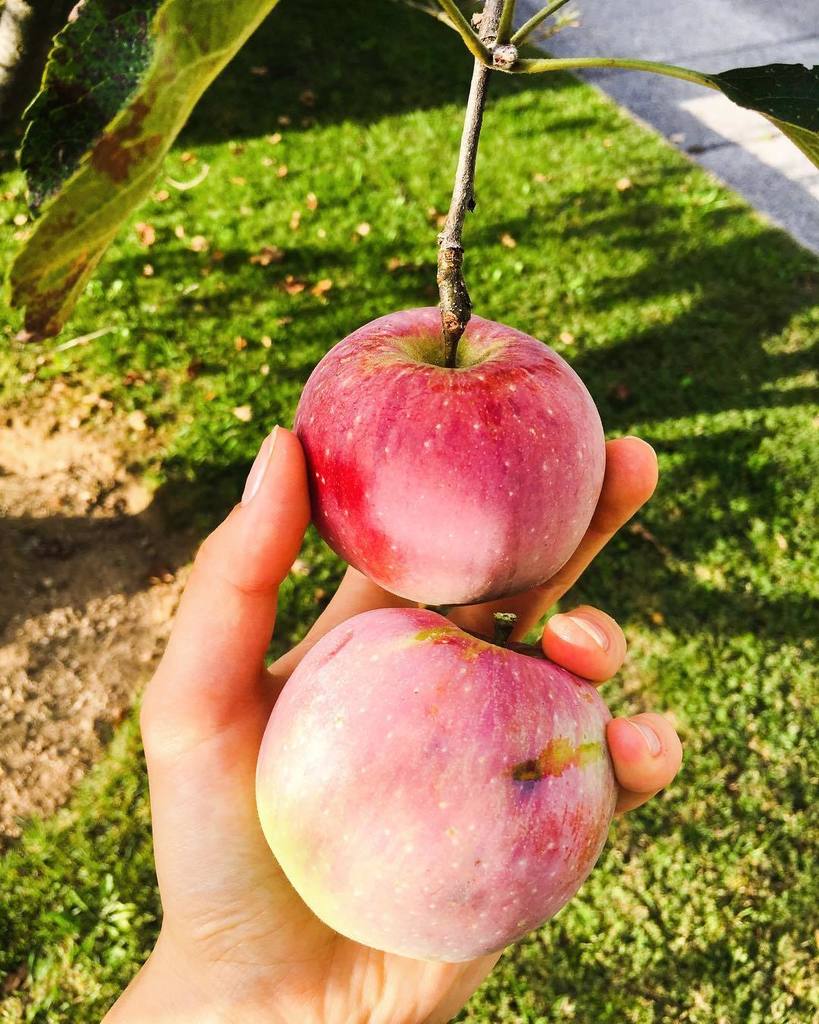 Yanina555's tweet photo. It's time to make some Apple Pie 🍎🍏🍎🍏#pietime https://t.co/IytGYZ9Zm1 https://t.co/MjxvsVDdQ6