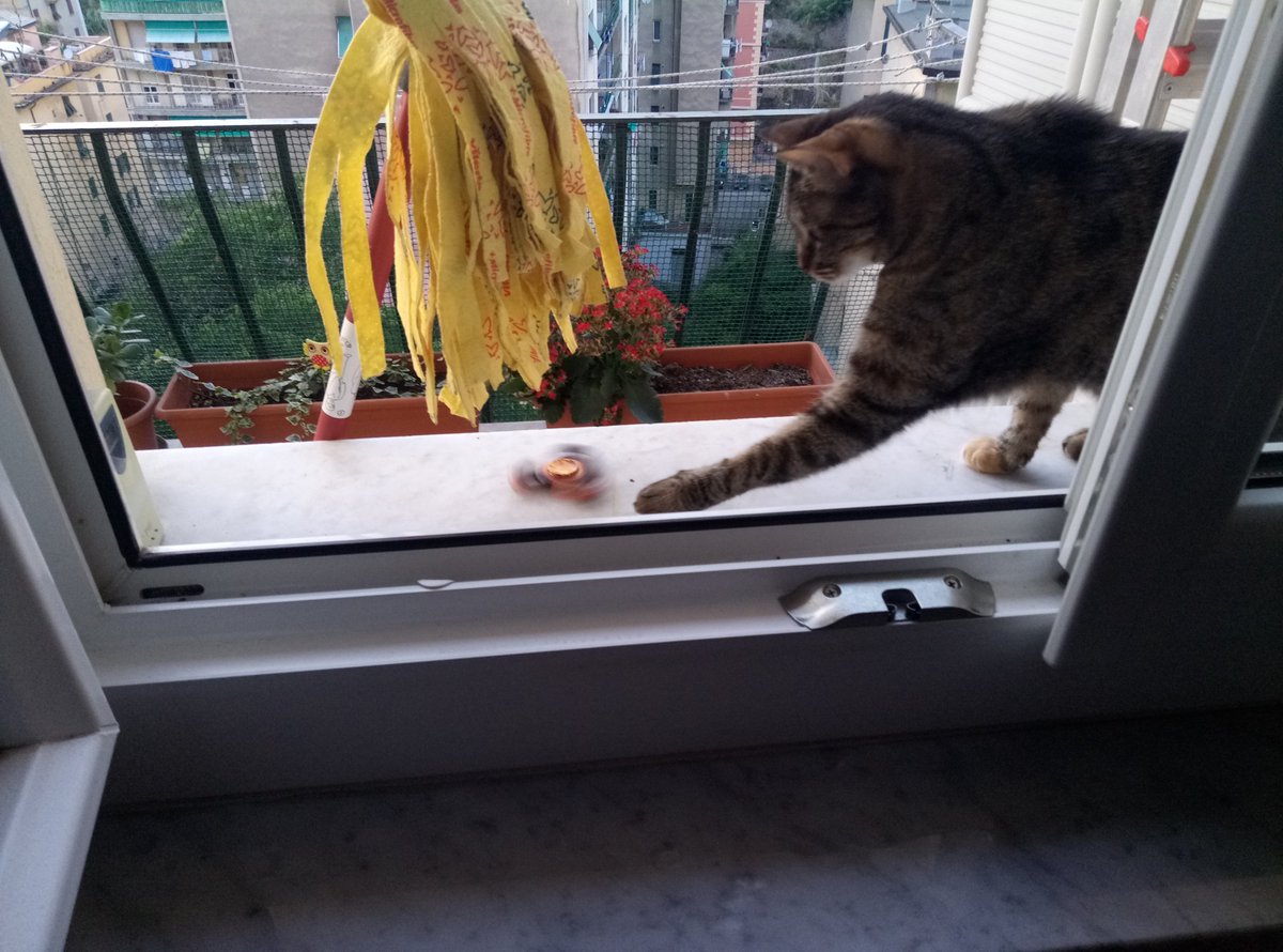 ein_pedros's tweet photo. Cat spinner! #fingerspinner #cat https://t.co/SCZSwDCRG0