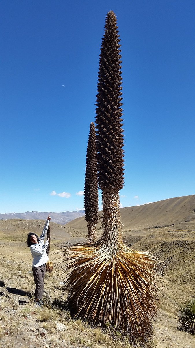 Impressive #PuyaDeRaimondi #RaimondiPuya in #Ancash Region, #Peru . #HappySunday amigos!