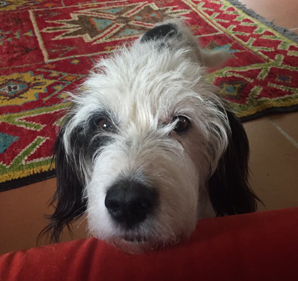 slebrocq's tweet photo. @PWolfsteller @dog_rates This is PJ, looking cute... https://t.co/xDasJptkor
