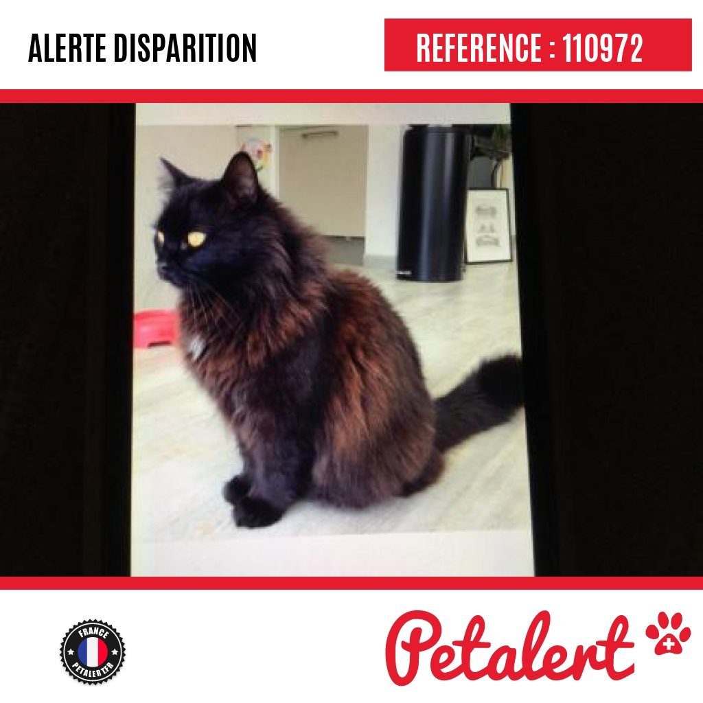 petalert_france's tweet photo. Disparu #Chat #Eure #Menilles #Petalert #Pet #Alert / https://t.co/FLaWiaWK4F https://t.co/xfel5egHEL