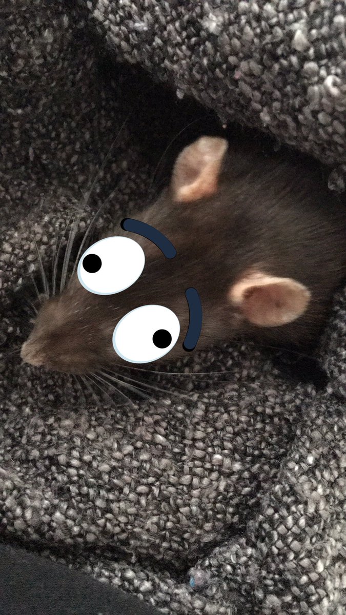 JuliesRats's tweet photo. #GooglyEyeAnAnimal https://t.co/g6wmdL86OU
