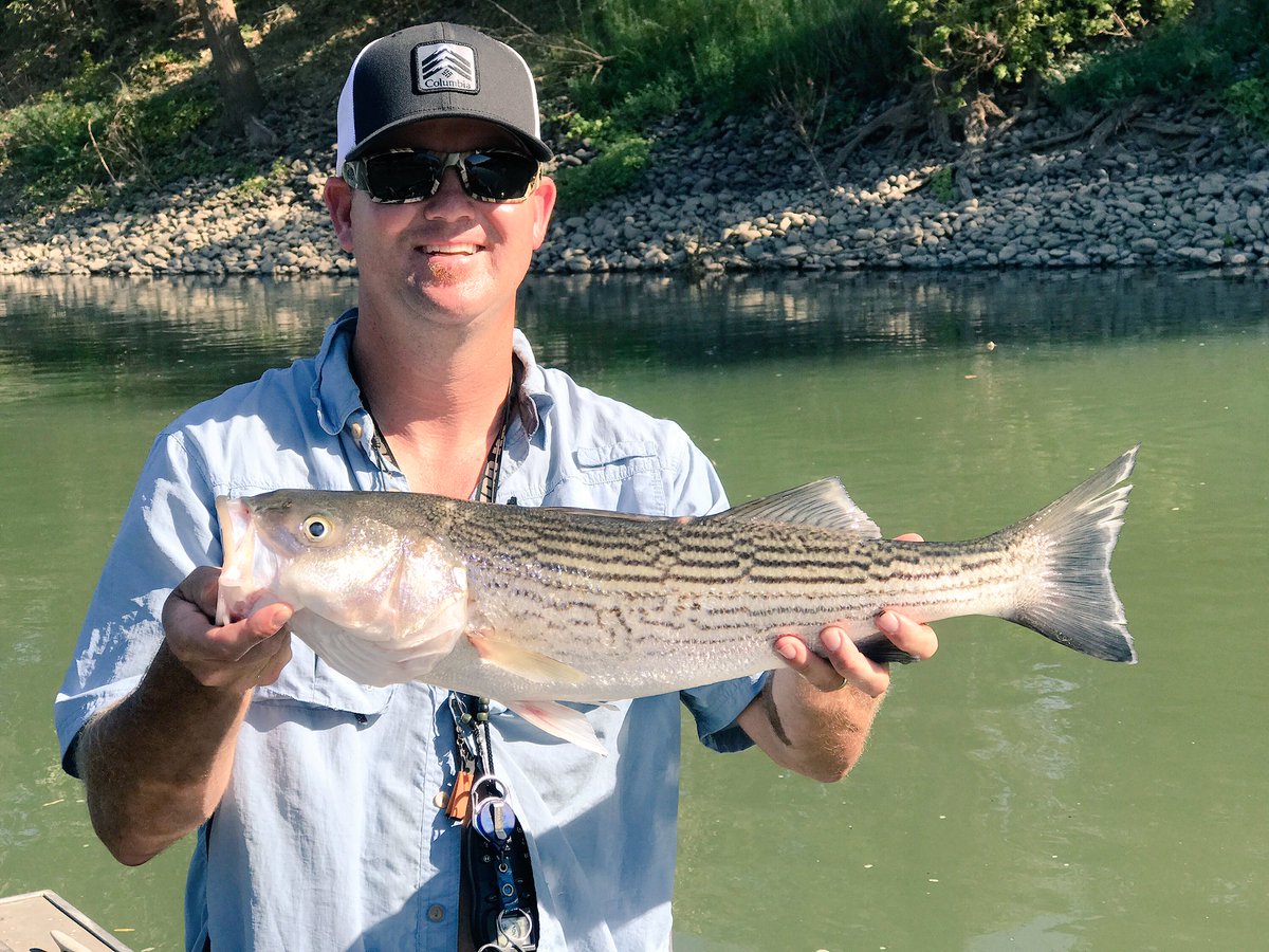 ReelFlyFishing1's tweet photo. Worked hard for this one 🎣 #StriperOnTheFly #LowerSac #FlyFishing #TightLines #WorkHardFishHarder @ReelFlyFishing1 https://t.co/WohEitSt5d