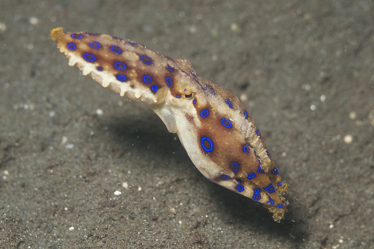 azula's tweet photo. #DidYouKnow all octopuses have venom? Most are harmless, but the blue-ringed octopus could kill a human! https://t.co/SabpNRhCIv