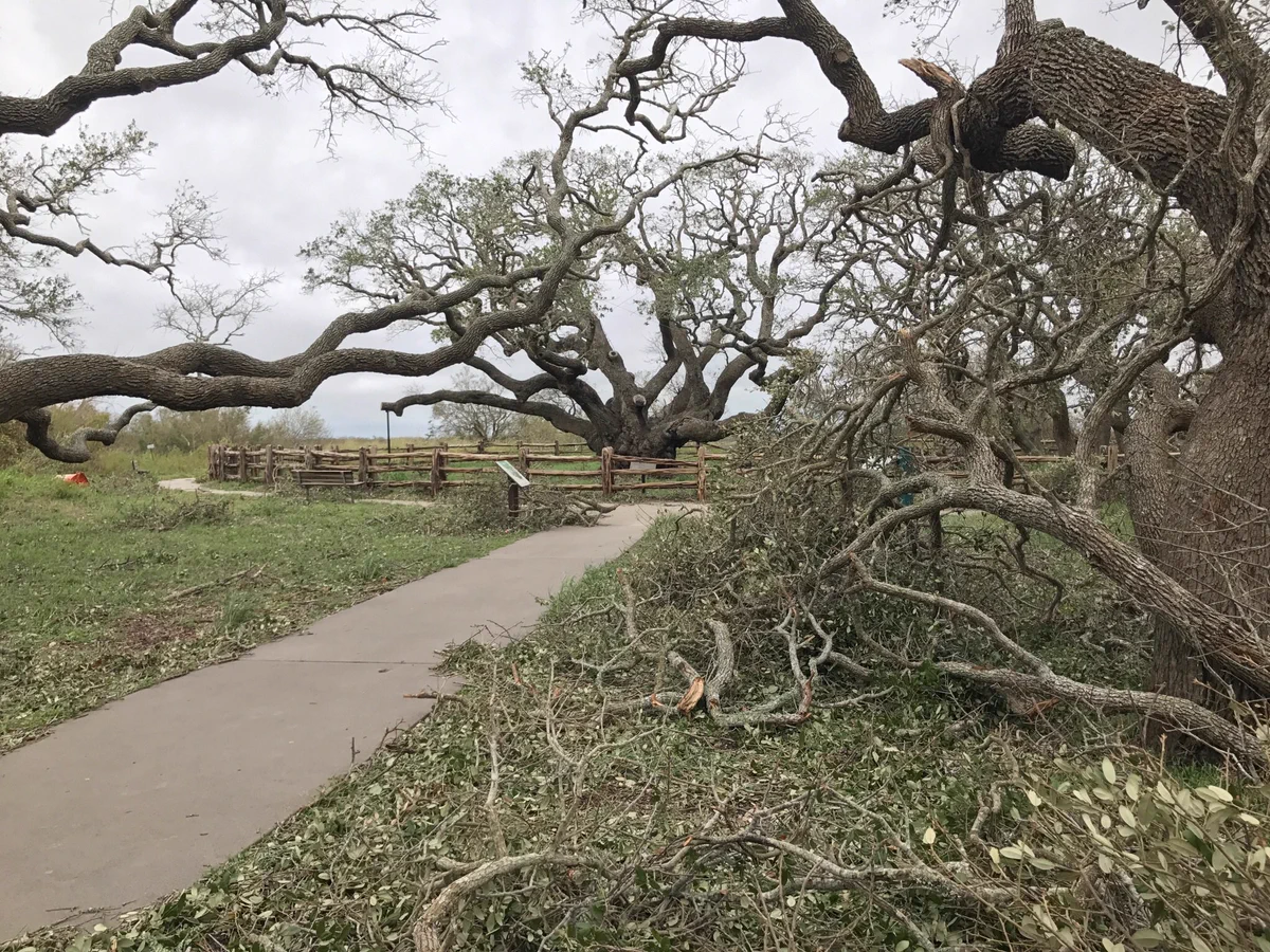 Big oak tree