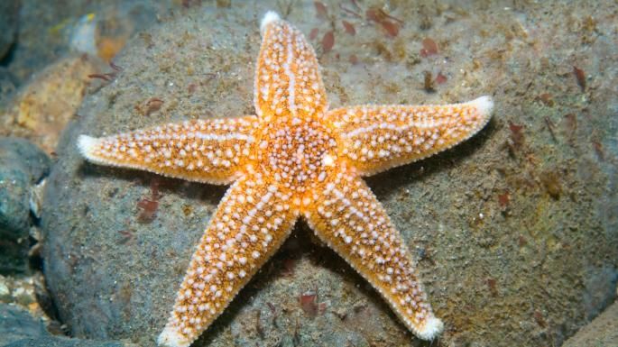 BeatTheBead's tweet photo. Almost half of the deep-sea creatures examined by scientists are eating #plastic from carrier bags - https://t.co/TG6PrltiCQ https://t.co/fHNARaRJ7i