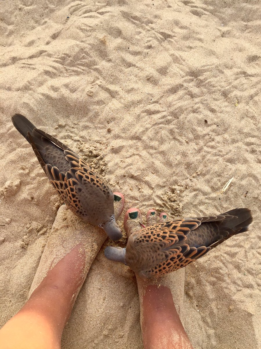 SorrelLyall's tweet photo. TURTLE DOVES FEEDING ON MY FEET TODAY!!!! RIDICULOUS!!! https://t.co/Sw8mk0rvKe
