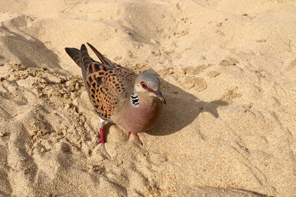 SorrelLyall's tweet photo. TURTLE DOVES FEEDING ON MY FEET TODAY!!!! RIDICULOUS!!! https://t.co/Sw8mk0rvKe