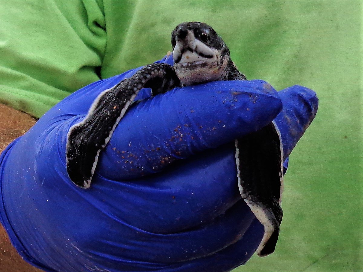 Endangered Leatherback Turtle hatchling rescued by Flagler Sea Turtle Patrol during a nest evaluation.  <a href="/VisitFlagler/">Visit Flagler</a> <a href="/enjoyFlaglerBch/">enjoy Flagler Beach</a>
