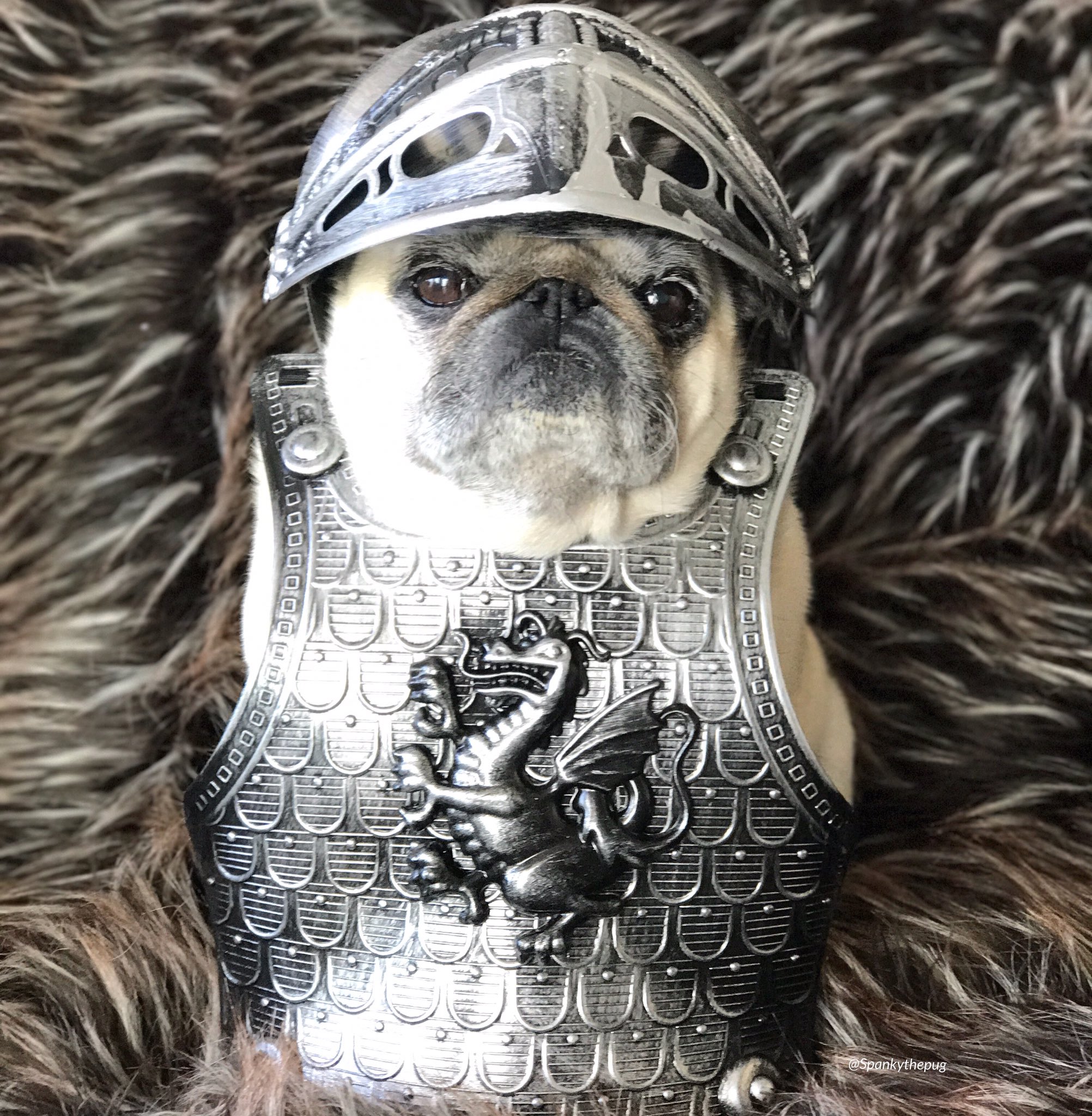 Pug in armor 2025