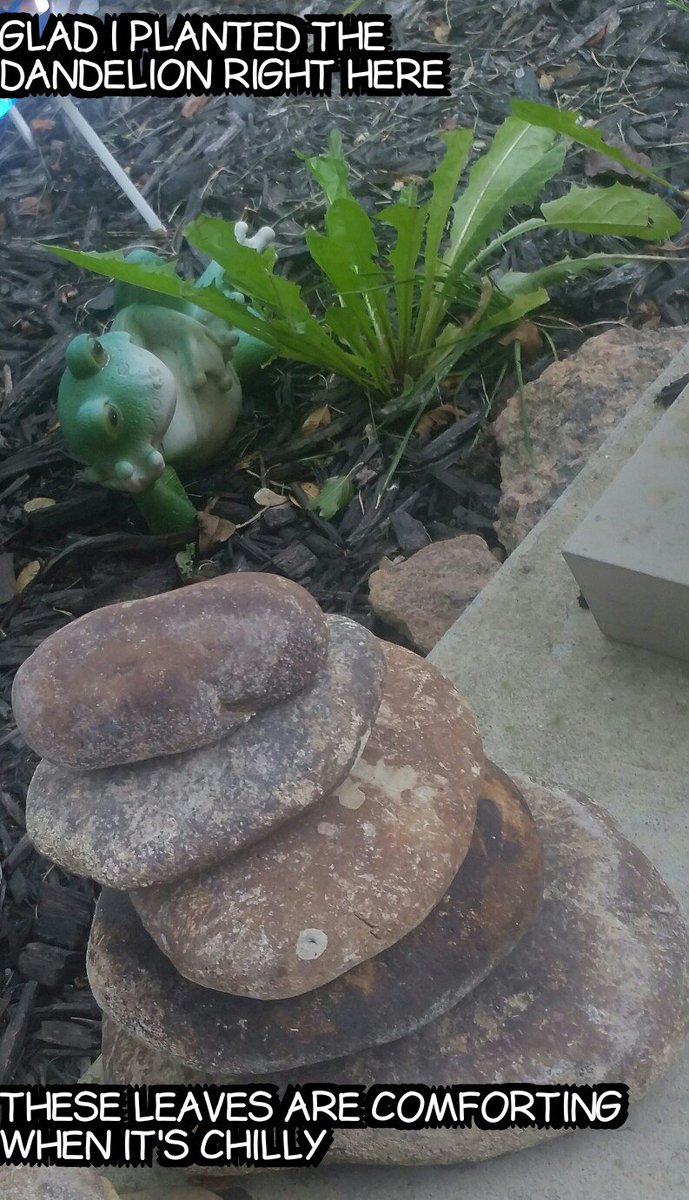 Axecalibur369's tweet image. #flowerbed #froghumor