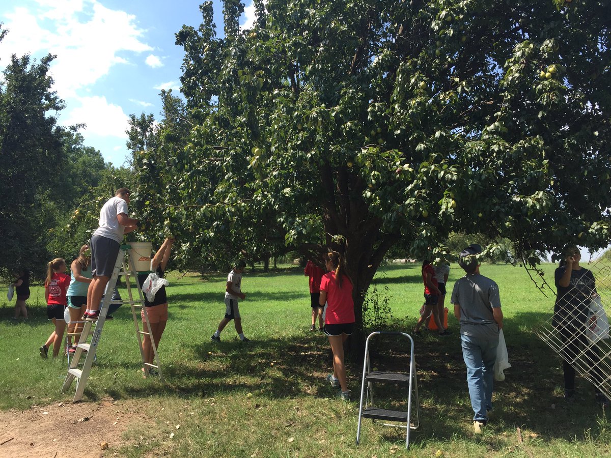 Pear picking for Loaves &amp; Fishes. Thanks Chisholm CCOT!