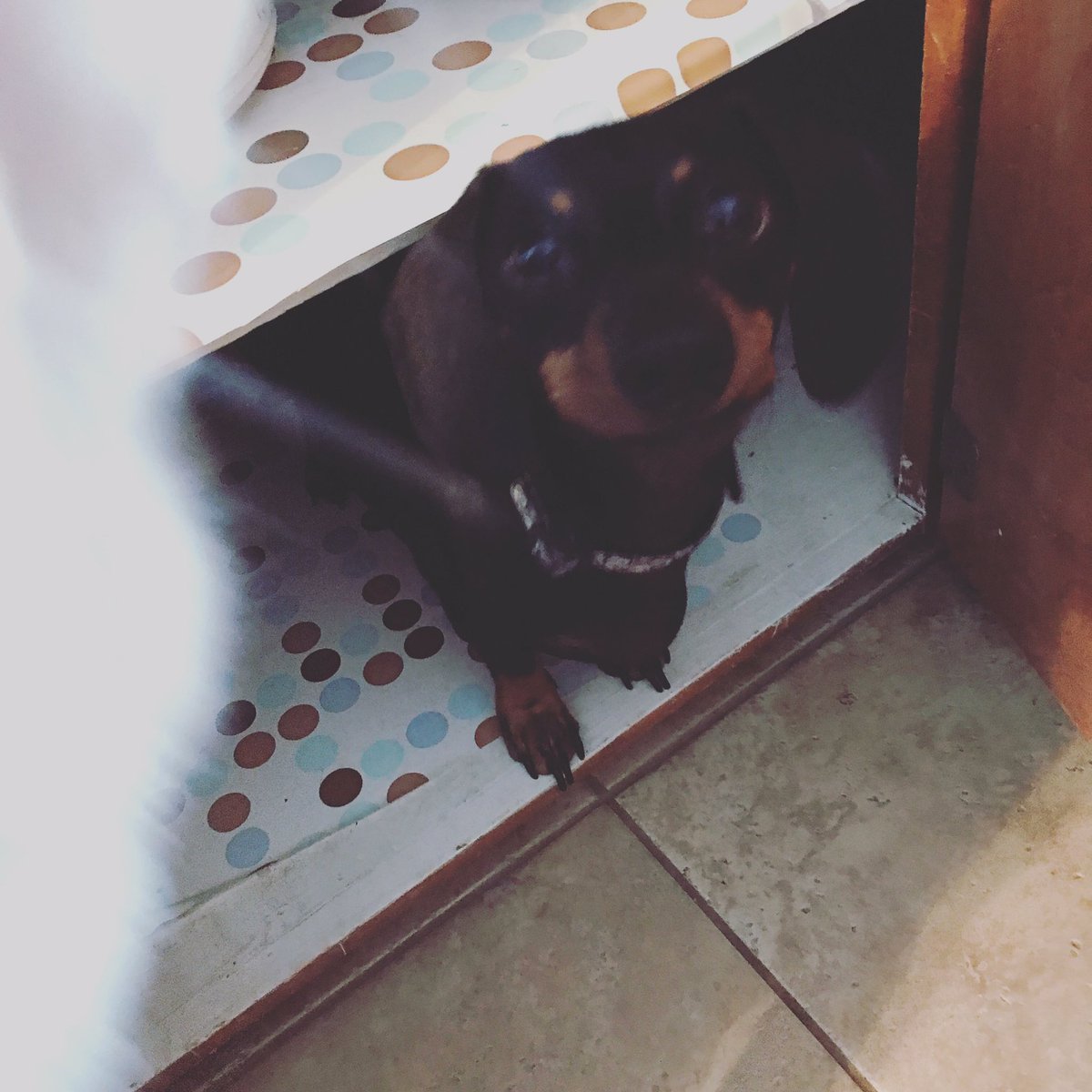 CriderCrew's tweet photo. Hanky no eyes was barking and scratching at the cabinet so Thor got in to investigate all clear brother  #brothers #adoptdontshop #dogmom https://t.co/0E24csMWqg