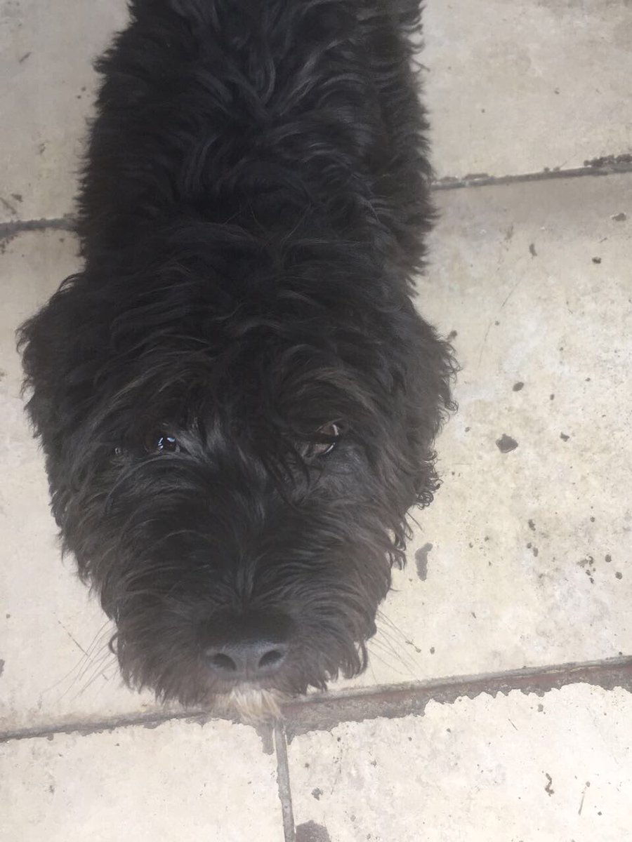 DanienBicicleta's tweet photo. Ayer llego esta perrita perdida a Sta Rosa con Combarbalá, necesita un hogar, ayuda @carolinapinoc @Fundacion_Suyai https://t.co/hiC90mFbR1