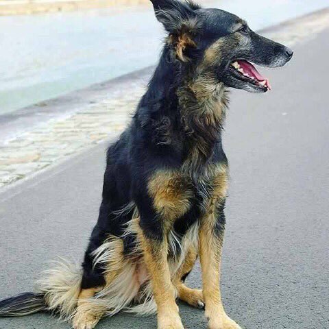 DogsShare's tweet photo. #Vermist, #hond, # Teef, Apache, kruising, 6 jr, #Dinant, #Belgie, https://t.co/PFiwW4hLxq https://t.co/BBgm9yrnVs