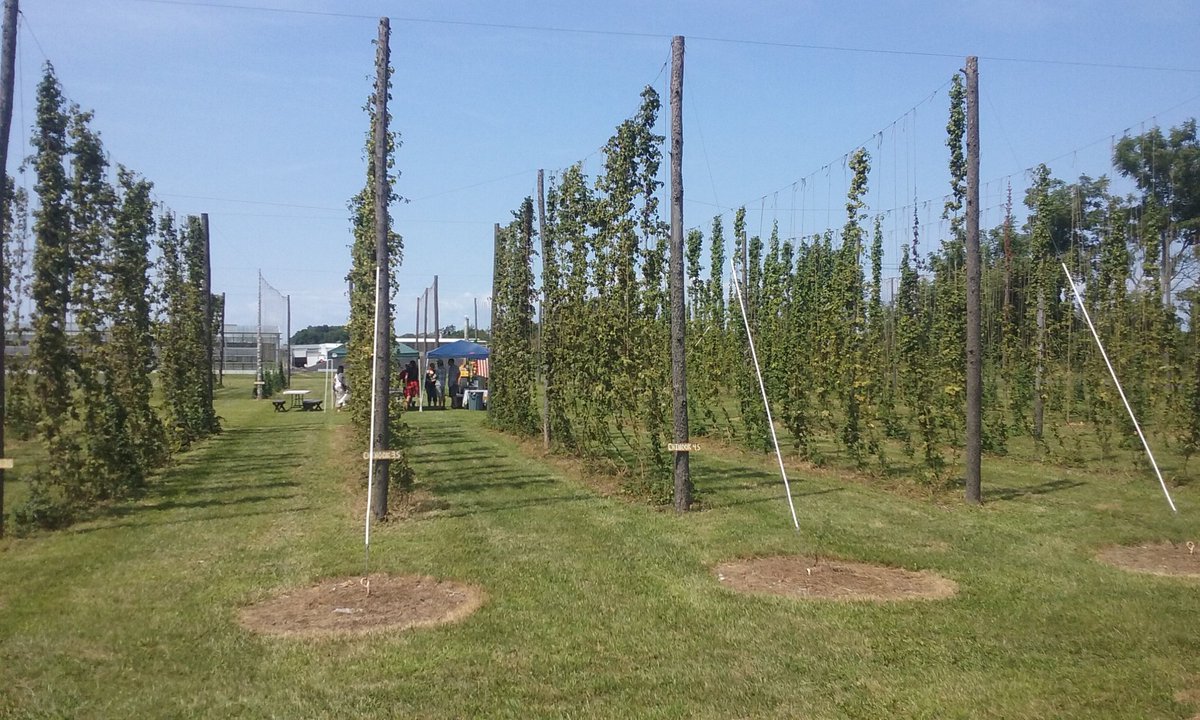 LIBMEtweets's tweet photo. LIBME Fresh Hop Pick at North Fork Brewing Co. Hop Yard #homebrew #LIBME #hops #FreshHops #FutureBeer #GoodTimes https://t.co/7BSQID2WQU