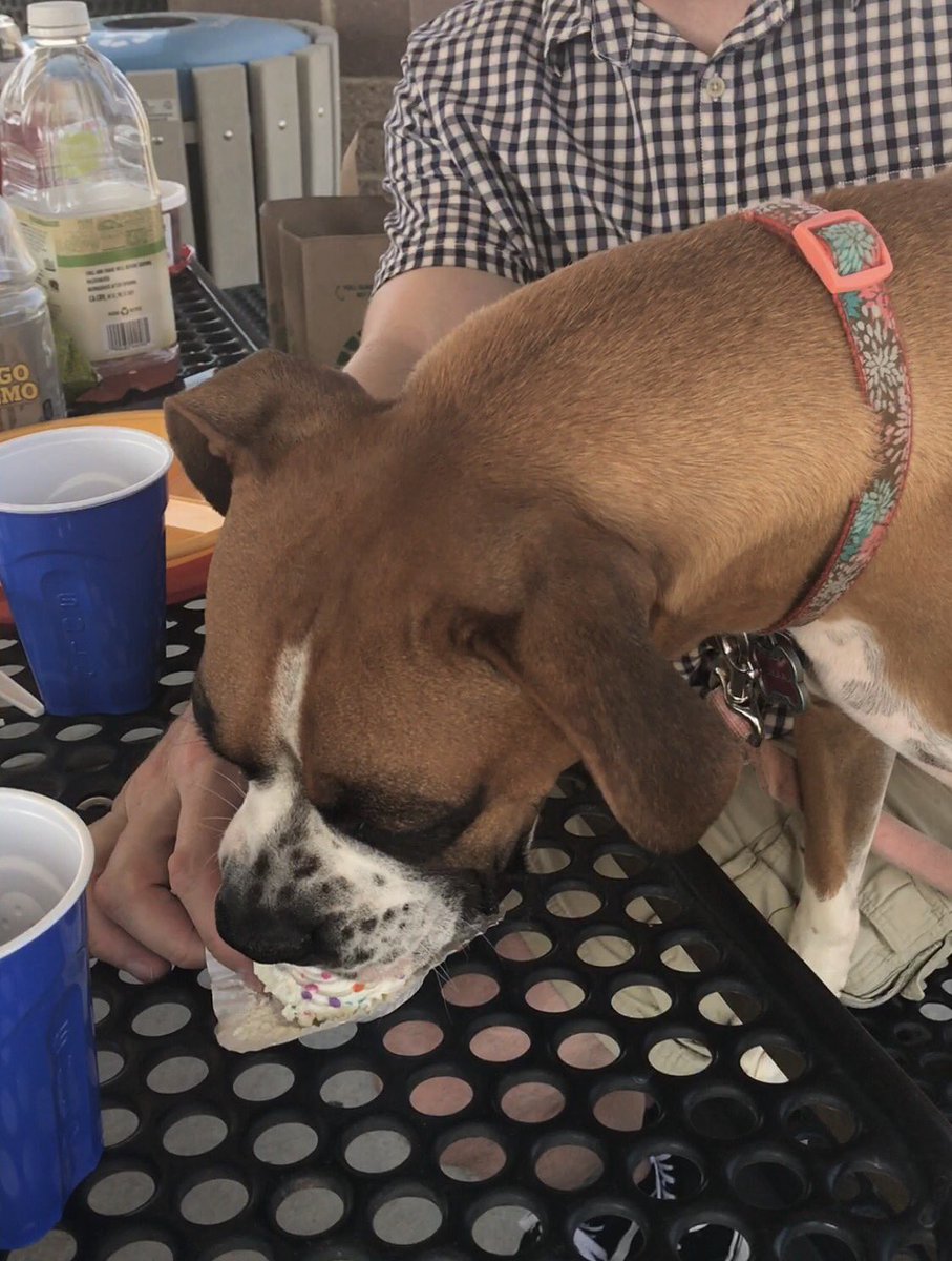 thepoeticimage's tweet photo. Happy 2nd Birthday to our baby girl #Laila #cutestboxeralive #prouddogmom #furkidsrule #birthday #2 #Aug272017 #bigpawstofill https://t.co/G7wZRWWbWB
