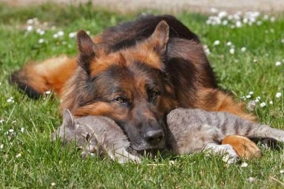 Comunidanimales's tweet photo. ¿Lunes? https://t.co/sJi2ZXmNjY