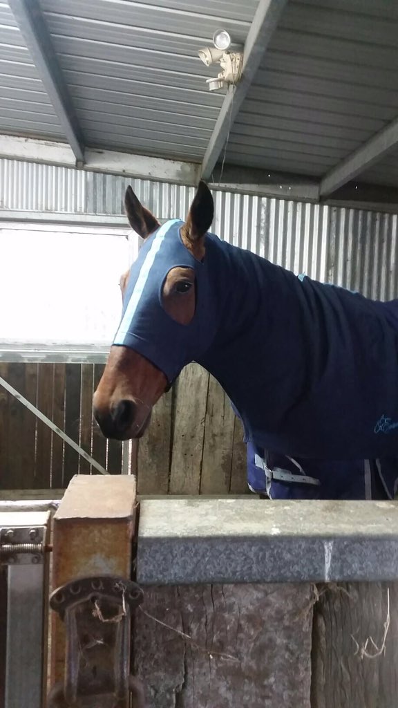 shellshell1234's tweet photo. @codywinnell Starting his new career, will be making an appearance at the Geelong show. https://t.co/PAOgclhuWg