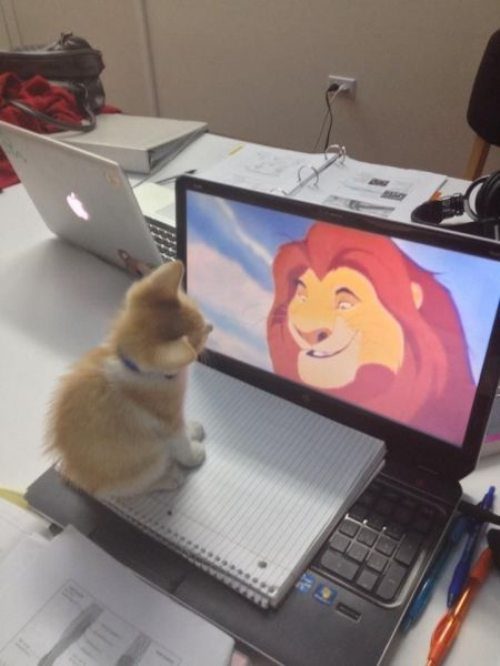 Comunidanimales's tweet photo. ¿Están trabajando por esos objetivos últimos? https://t.co/JBwYaJLCqp