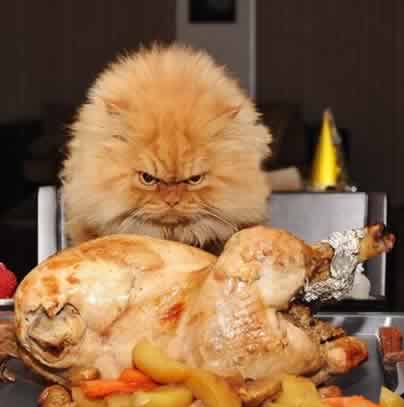 Comunidanimales's tweet photo. ¿Hambre? https://t.co/4xrgzYInjr