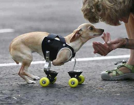 Comunidanimales's tweet photo. :) https://t.co/qJTotqFoRH