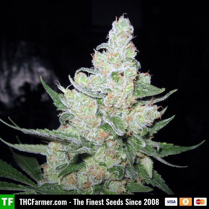 thcfarmer_forum's tweet photo. New seeds in stock from #DivineGenetics πΏ
We ship seeds worldwide π
Credit cards are accepted π³
Visit our store β¦ https://t.co/3Y50vwQBO7 https://t.co/VxXBylg47V