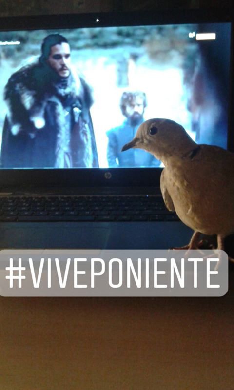 ElenaRodrigo93's tweet photo. The last one! #VIVEPONIENTE https://t.co/K4X7YxR7ap