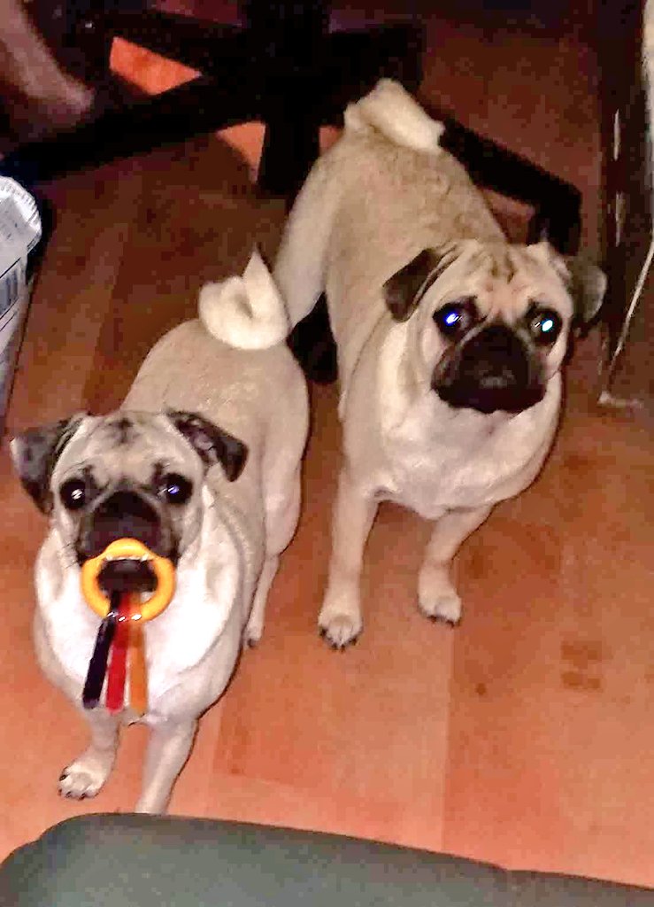 SarahPug12's tweet photo. Stella stole the keys from Orange.....he tried (and failed) to get them back! #StellaRules ππ#SmallButPowerful πͺπͺ https://t.co/9V82jm1kEp