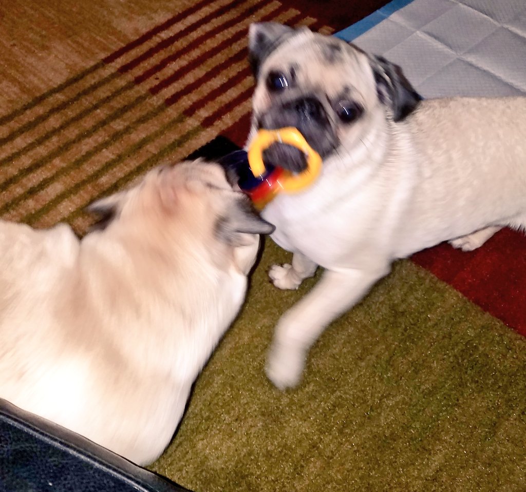 SarahPug12's tweet photo. Stella stole the keys from Orange.....he tried (and failed) to get them back! #StellaRules ππ#SmallButPowerful πͺπͺ https://t.co/9V82jm1kEp