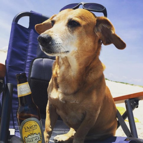 yardsbrew's tweet photo. #PhillyPaleAle &amp; #hotdogs are a match made in heaven. #YARDS🍻 #SummerInOurBackyard https://t.co/VpOBlKFCoS