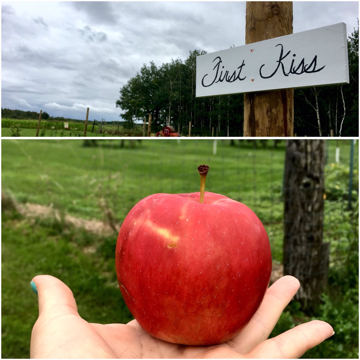 mikkiha's tweet photo. Perhaps the greatest apple, ever.
#firstkiss #apples @MinnesotaNews @WCCO @wdiowirt @kare11 #rave #newvariety #new #mn55 way to go, UofM! https://t.co/kOuwzynj7L