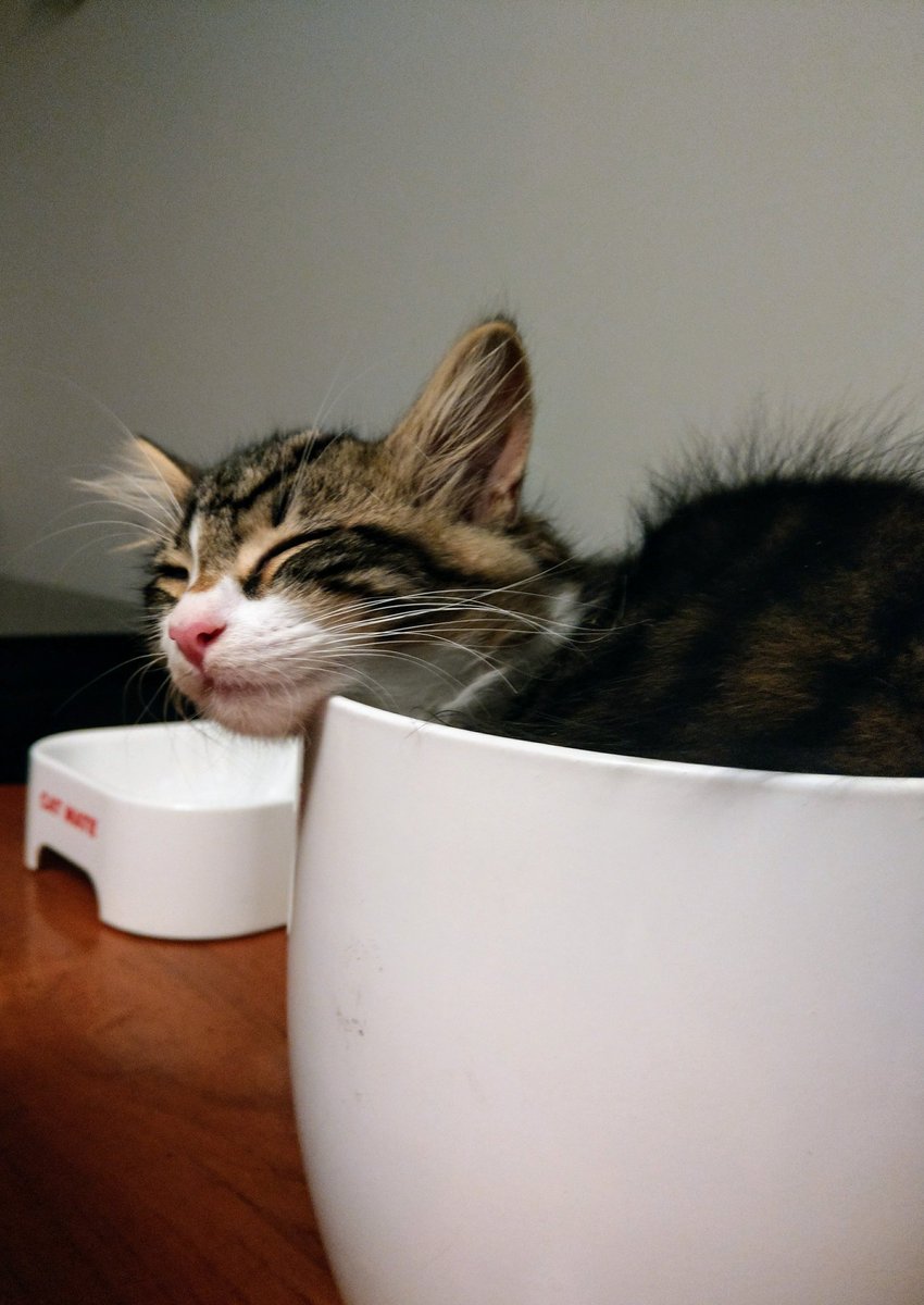 Mr_Jenks_x's tweet photo. I love my plantpot. #CatsOfTwitter #cats #kittens #kitty #kittensofinstagram #AdoptDontShop https://t.co/7u0FpiejgO