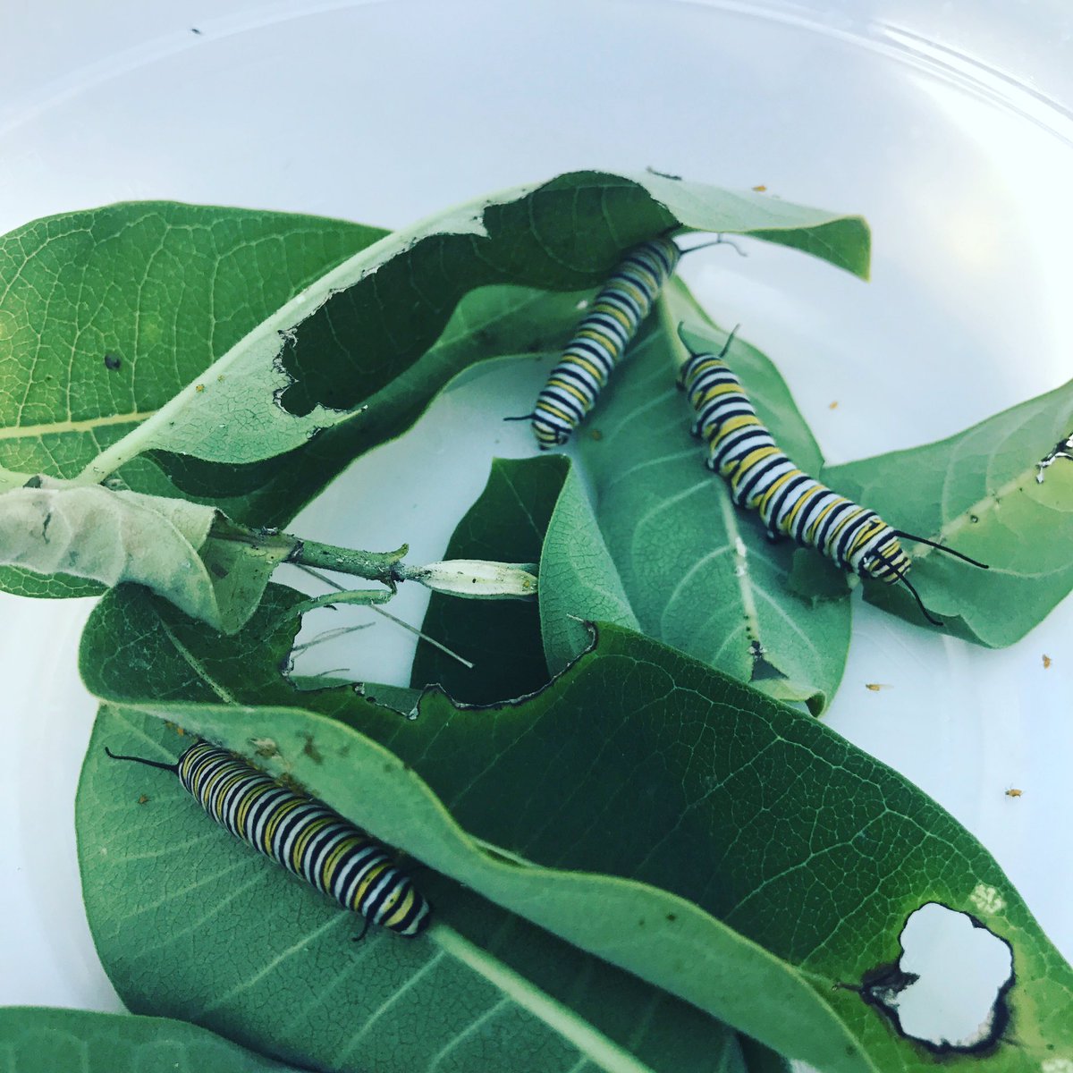 achristal's tweet photo. #operationmonarchbutterfly #firstgradeprojects #BHES good to know our milkweed spot from 8 yrs ago still a great spot! 🐛🦋 https://t.co/lloqWqVPAq