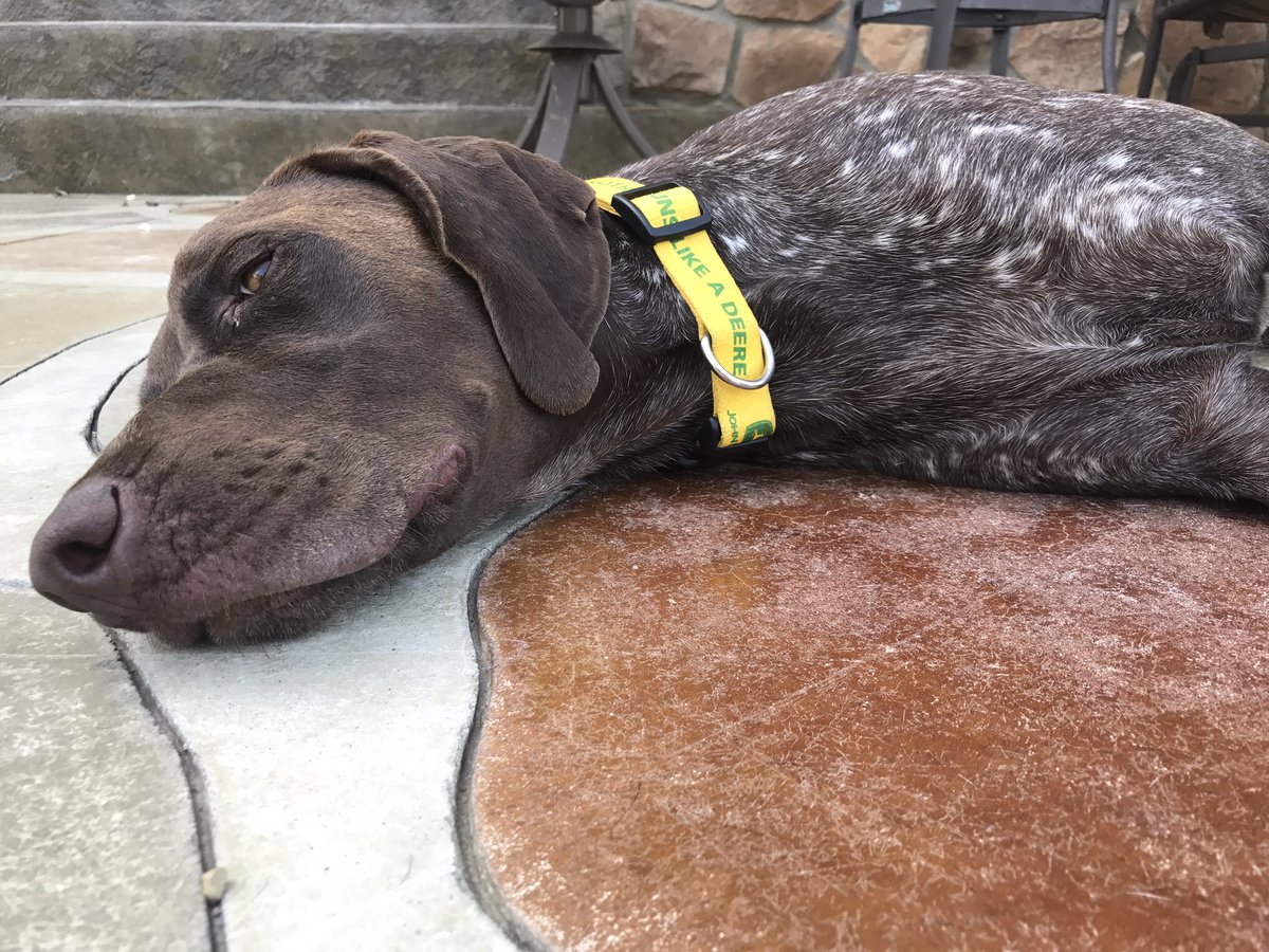JDCodyK's tweet photo. #nothingrunslikeadeere except a #gsp @JohnDeere #pointersrule #JohnDeere https://t.co/hmAw7HmqPV