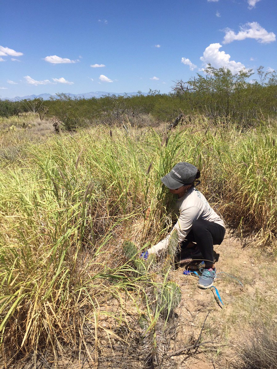 rachelgallerys's tweet photo. beautiful day for soil microbe & foliar chem sampling at #SRER w/Xien, Cynthia & drones! for @marthageb's @NSF #DDRI @UAresearch @NEON_sci https://t.co/Jzredd3Vmw