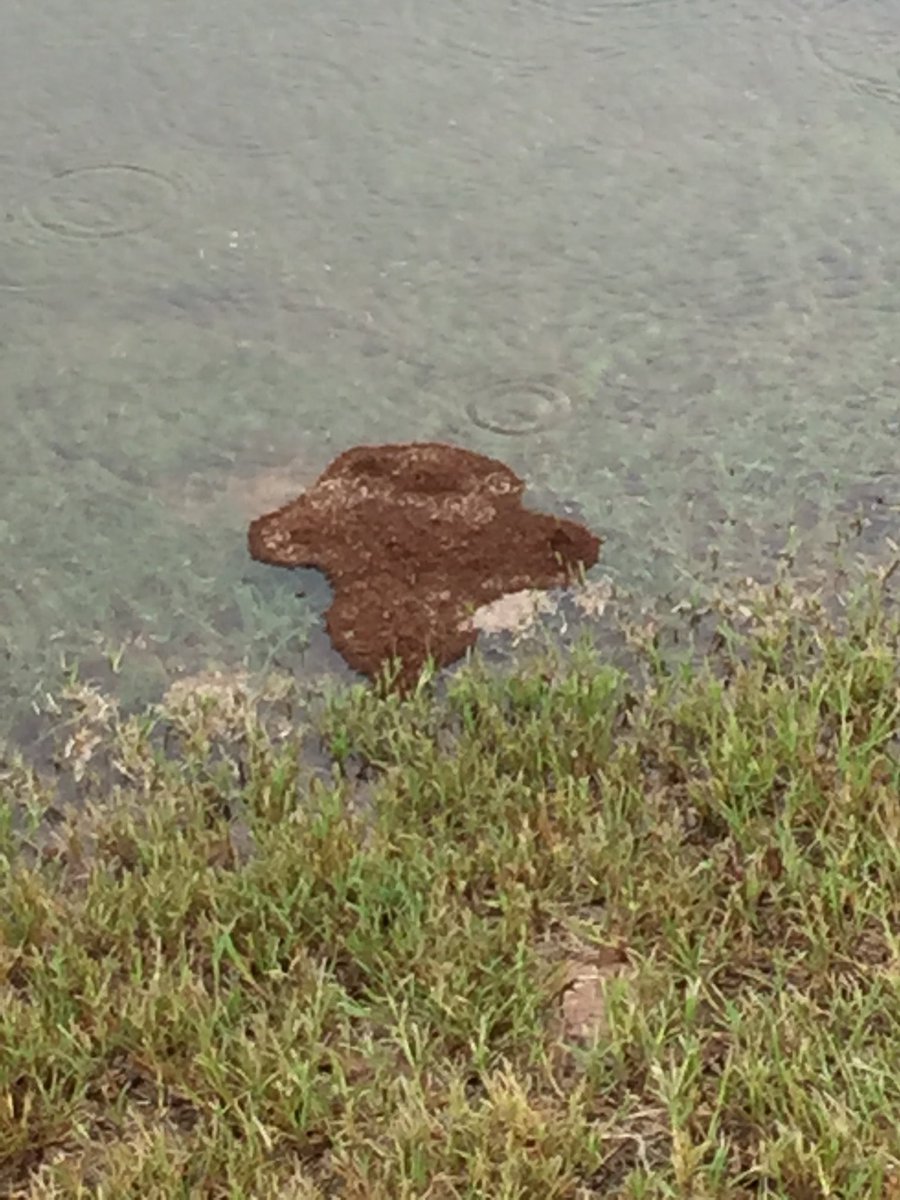 JRuder1's tweet photo. This is why you donโt dork around in flood waters. Floating pile of fire ants from a local retention pond #Harvey https://t.co/MwFQmfrP38