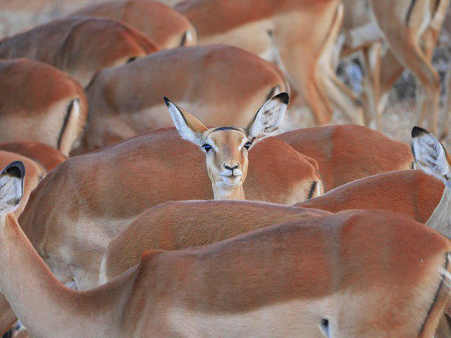 Photo By #MonikaP 
Thats me in #animalform...#always being #different XD 
 #impala #wrongway #againstthecrowd #beyou #bedifferent #beunique