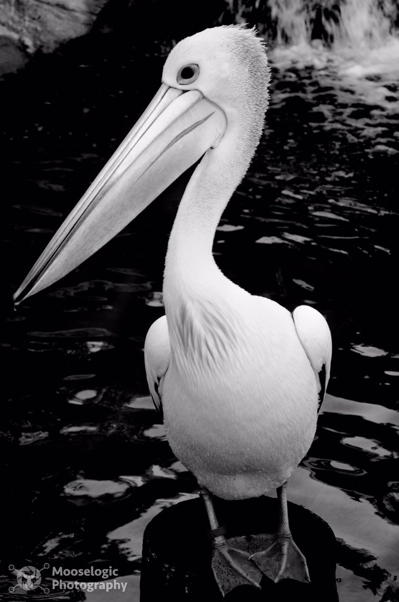 Why the long face? #pelican #tarongazoo