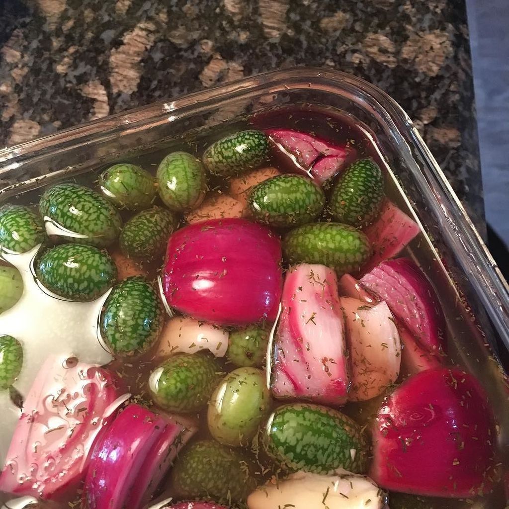 alsteeves's tweet photo. Hope they turn out. #mousemelons #pickles #homemadepickles #weirdveggies https://t.co/5DrUHWDlXQ https://t.co/5IQOmwZoJg