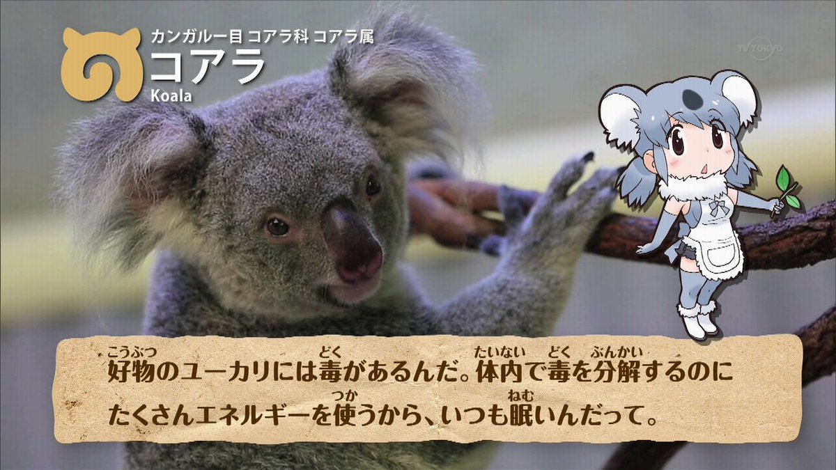 けものフレンズ 再放送 第11話のおえかき動物図鑑はコアラ けもちゃん