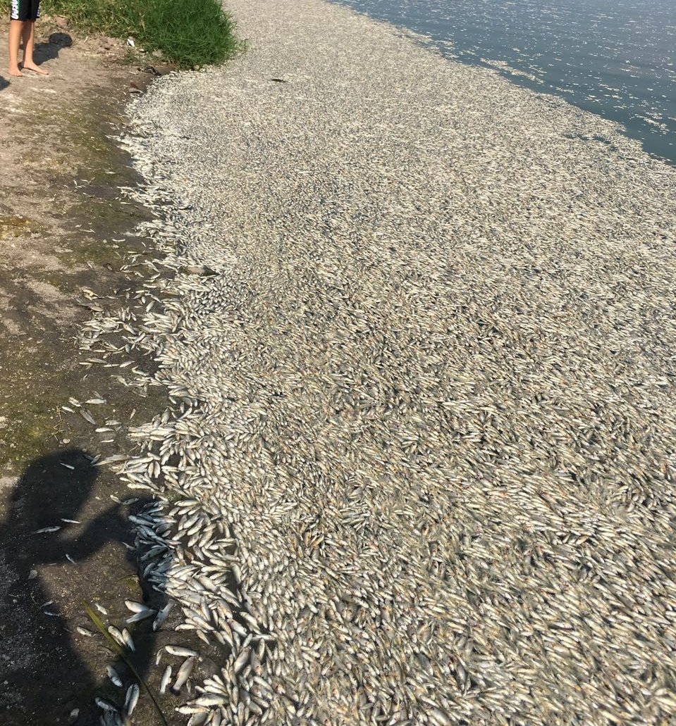Javi_Mata's tweet photo. Así esta la laguna de Cajititlan con miles de peces muertos https://t.co/s5HIysiU3u
